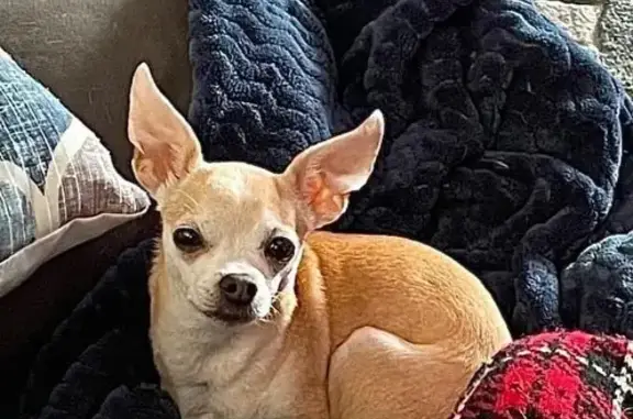 Lost Chihuahua Bella in Apollo Beach