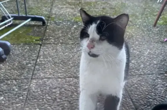 Chat noir et blanc trouvé à Strasbourg - photo