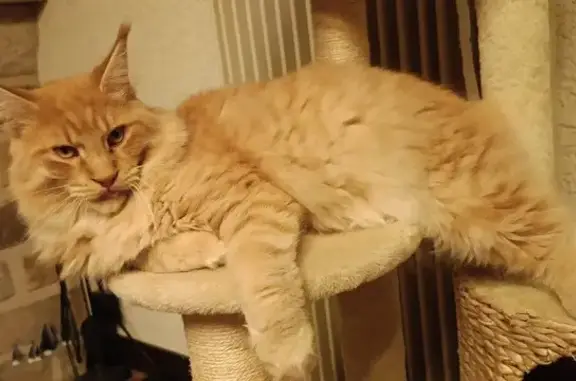 Chat perdu, Perthes, photo: Maine Coon roux perdu à Perthes