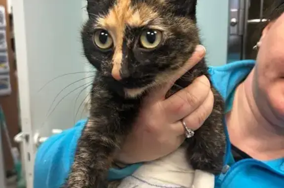 Chatte écaille blessée, clinique Aucamville - photo