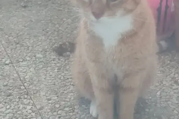 Chat roux mâle trouvé, Rue du Pré Pigeon - photo