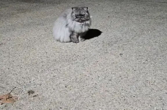 Animaux trouvés Nîmes, photo: Grand chat gris trouvé à Nîmes