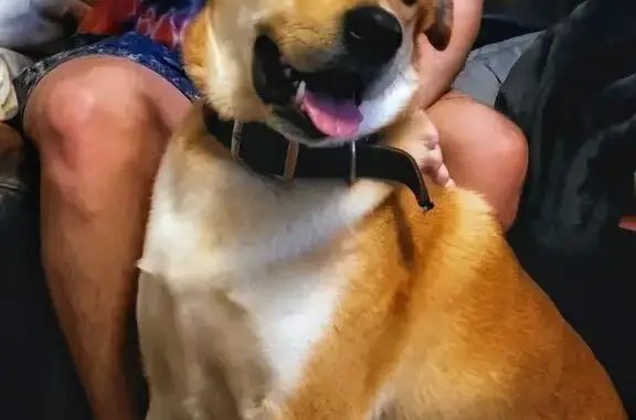 Found: Sweet Golden Lab/Retriever Angel!