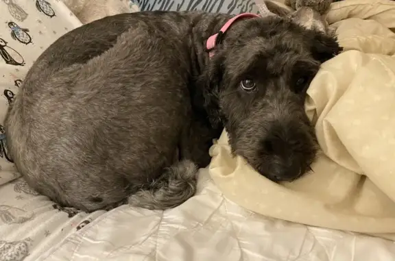 Lost Black Labradoodle on Summit Ave