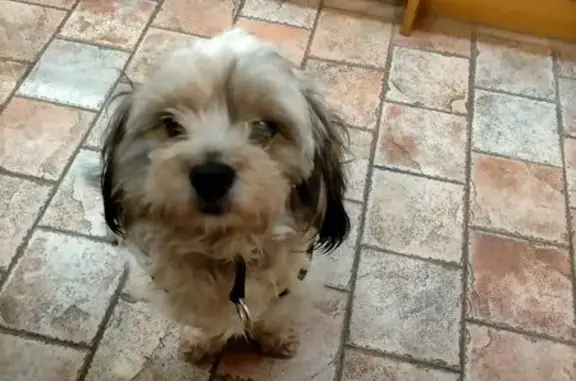 Chat trouvé Champlan, photo: Chienne Shih Tzu trouvée à Champlan