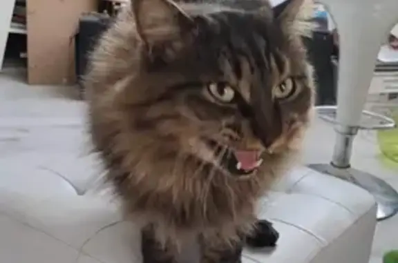 Chat norvégien perdu à Grossœuvre - photo