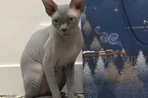 Chat perdu, Aix-en-Provence, photo: Sphinx gris-bleu perdu à Aix-en-Provence