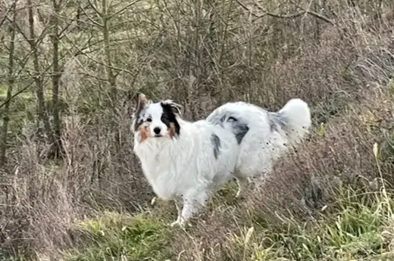 Chien trouvé sur le pont TGV à Marsaz - photo