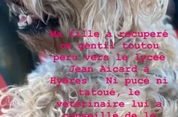 Chien mâle type bichon trouvé à Hyères - photo