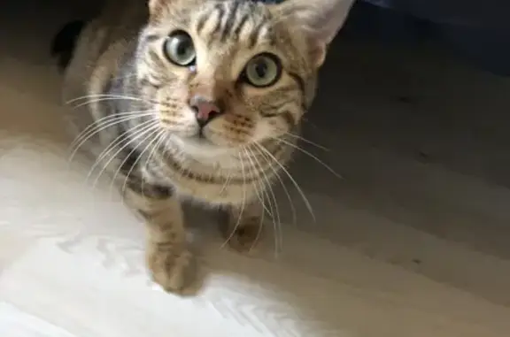Chaton perdu, marbré, yeux verts, Moncley - photo