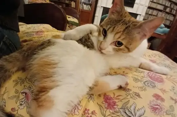 Chat trouvé Le Perray-en-Yvelines, photo: Chatte trouvée Rue des Vergers, Le Perray