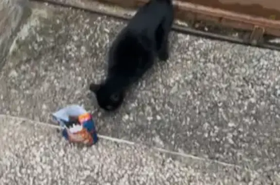 Chatte noire trouvée à Réquista - photo