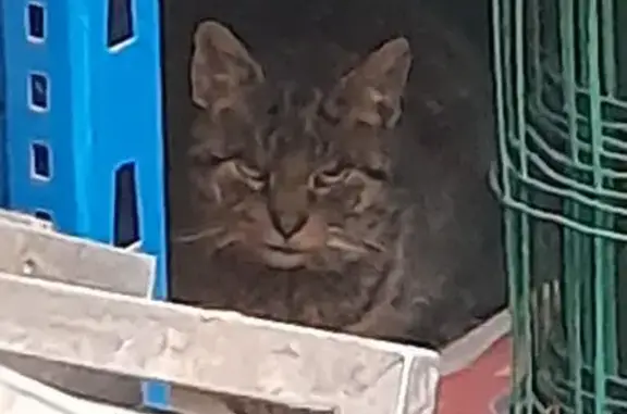 Chat tigré craintif trouvé à Lens - photo