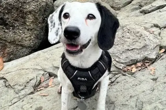 Help Find McQueen: Lost Beagle Mix