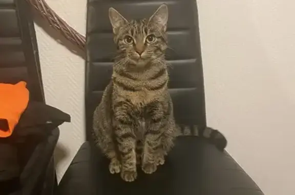 Animaux perdus , photo: Chatte tigrée disparue à La Garnache