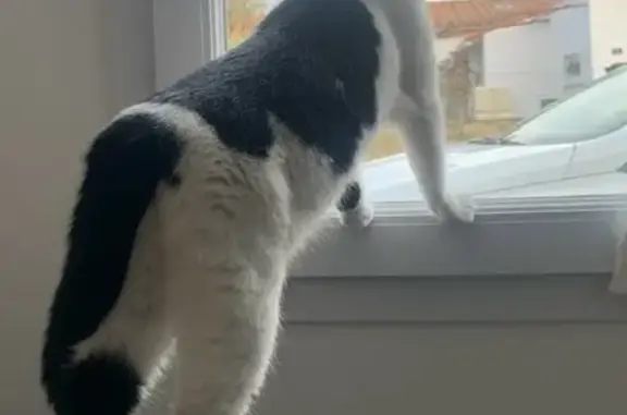 Chat perdu, Sainte-Gemme-la-Plaine, photo: Chatte perdue à Sainte-Gemme-la-Plaine