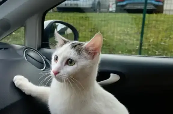 Chatte trouvée à Limoges ce matin - photo
