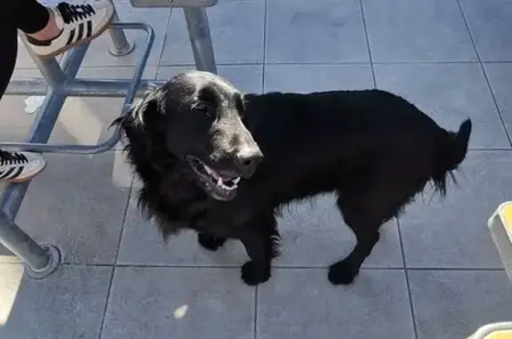 Chien noir trouvé au McDonald's Lézignan - photo