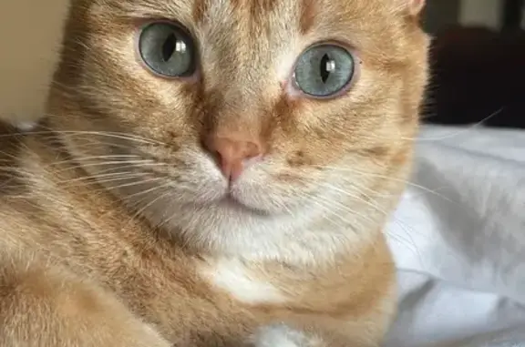 Lost Orange Cat: Jasper in Logan