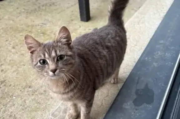 Chatte tigrée trouvée Rue des Forges - photo