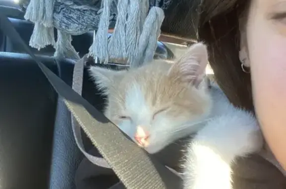 Chat perdu, Lons, photo: Chaton roux et blanc perdu à Lons