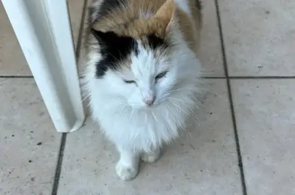 Animaux trouvés Luz-Saint-Sauveur, photo: Chatte trouvée poils longs Luz-St-Sauveur