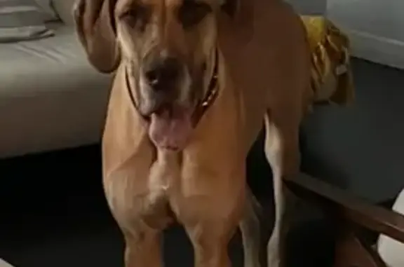 Lost Tan Great Dane Ares in S. Jordan