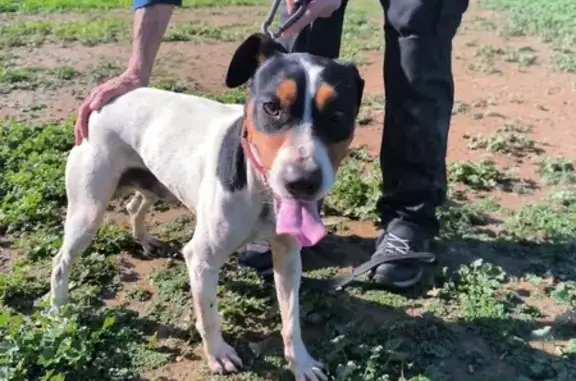 Perro macho encontrado en Málaga con collar