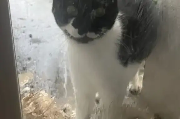 Chat perdu, Montluçon, photo: Chat dodu et sociable perdu à Montluçon