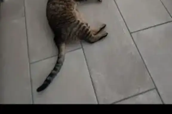 Animaux perdus Meschers-sur-Gironde, photo: Chat tigré 15 ans disparu à Meschers