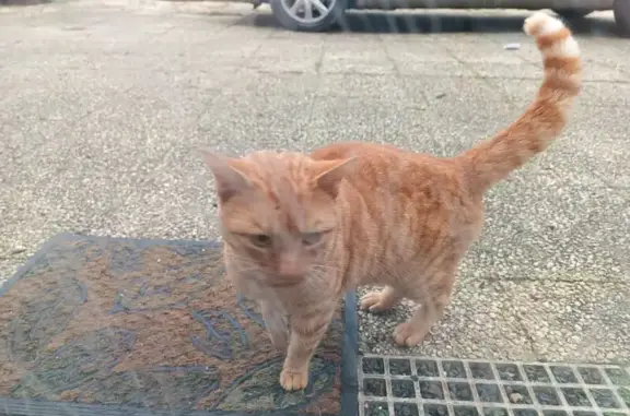 Animaux trouvés , photo: Chat rouquin trouvé à Les Bordes
