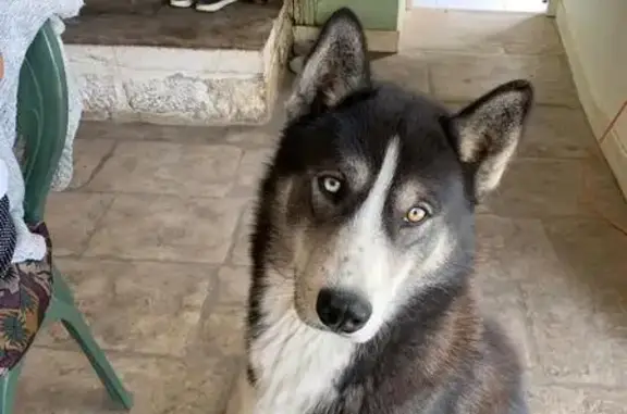 Husky mâle noir et blanc perdu à Sainte-Eanne - photo