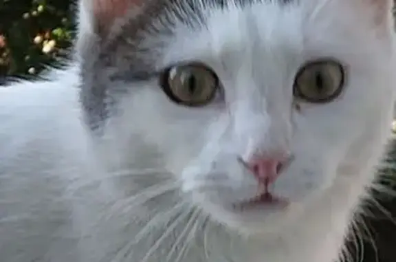 Chat trouvé Figeac, photo: Chat trouvé : jeune chartreux sociable, Figeac