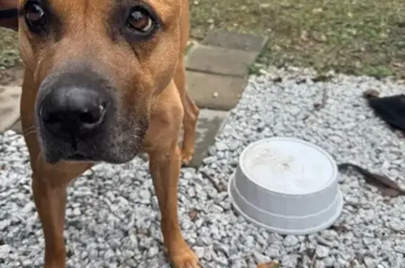 Found: Female Pit Bull on Montrose Dr