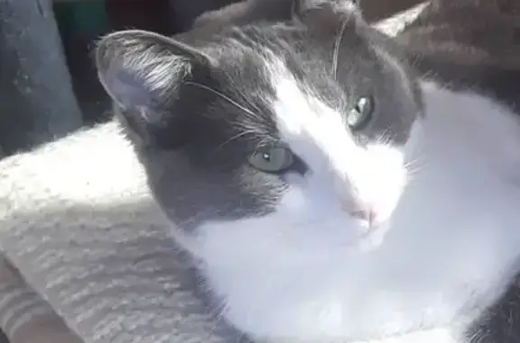 Animaux perdus , photo: Chat blanc et gris perdu à La Chapelle