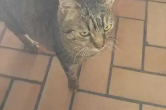 Animaux trouvés , photo: Chat mâle maigre trouvé à Cayriech
