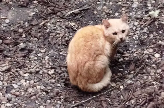 Chat roux avec collier noir trouvé Sotteville - photo