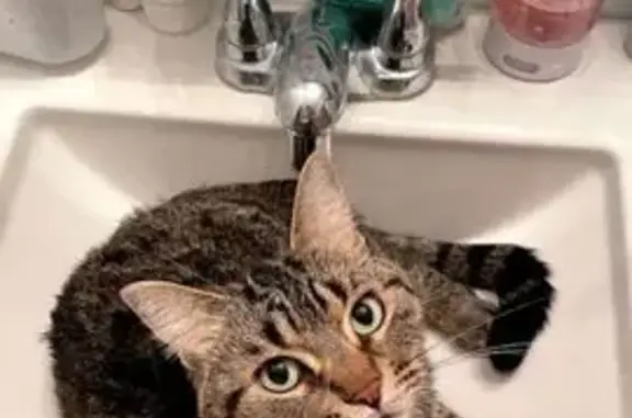 Missing Male Tabby: Otter St, Warren