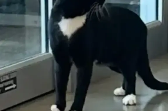 Lost Tuxedo Cat Found: Safe at...