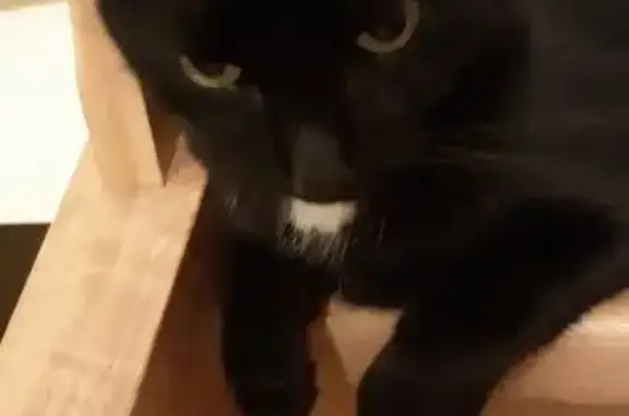 Chat Perdu à La Roche-sur-Yon : Berlioz - photo