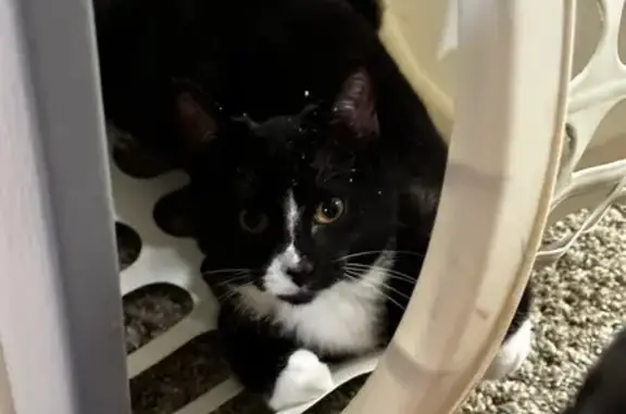 Missing Cat: 4 White Paws in Ann Arbor