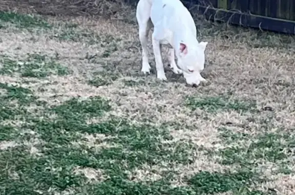 Found: Freckled Pit Mix on Hwy 287