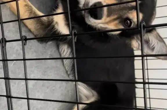 Found: Young Black/Tan Shepherd-Husky Mix