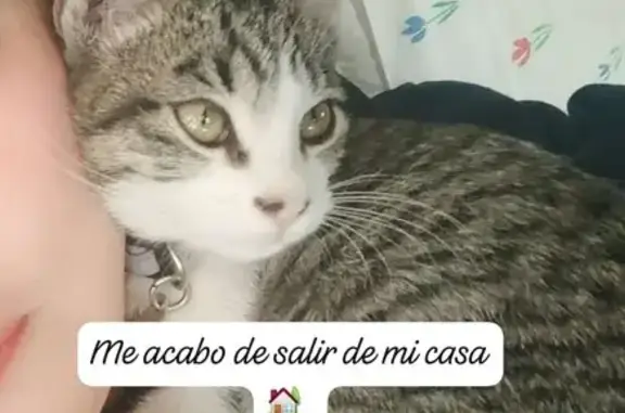 ¡Ayuda! Gato perdido en Zapopan