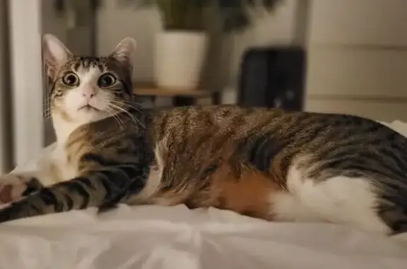 Animaux perdus Roanne, photo: Chatte tigrée perdue à Roanne