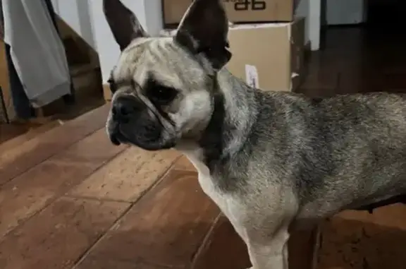 Chien perdu Uzès, photo : Bouledogue fauve perdu à Uzès