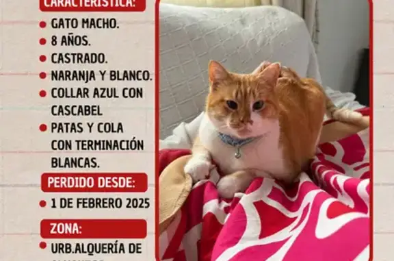 ¡Ayuda a encontrar a Natale, gato perdido!