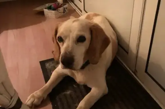 Chien âgé trouvé rue Comtesse de Ségur - photo