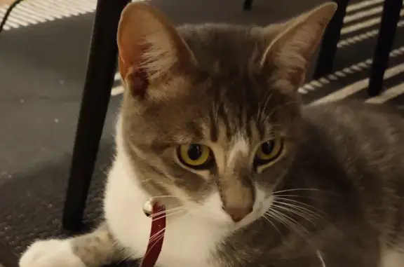 Chat gris et blanc perdu à Mauléon - photo