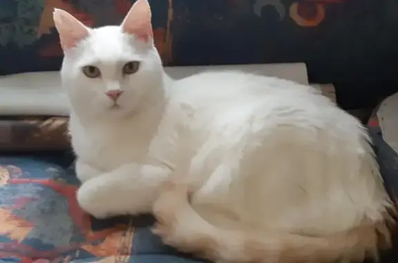 Animaux perdus Saint-Priest, photo: Fripon, chat mâle blanc/roux perdu à St-Priest